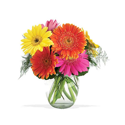 Daisies/Gerberas